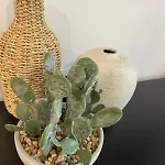 Apartmán Magnoliya *